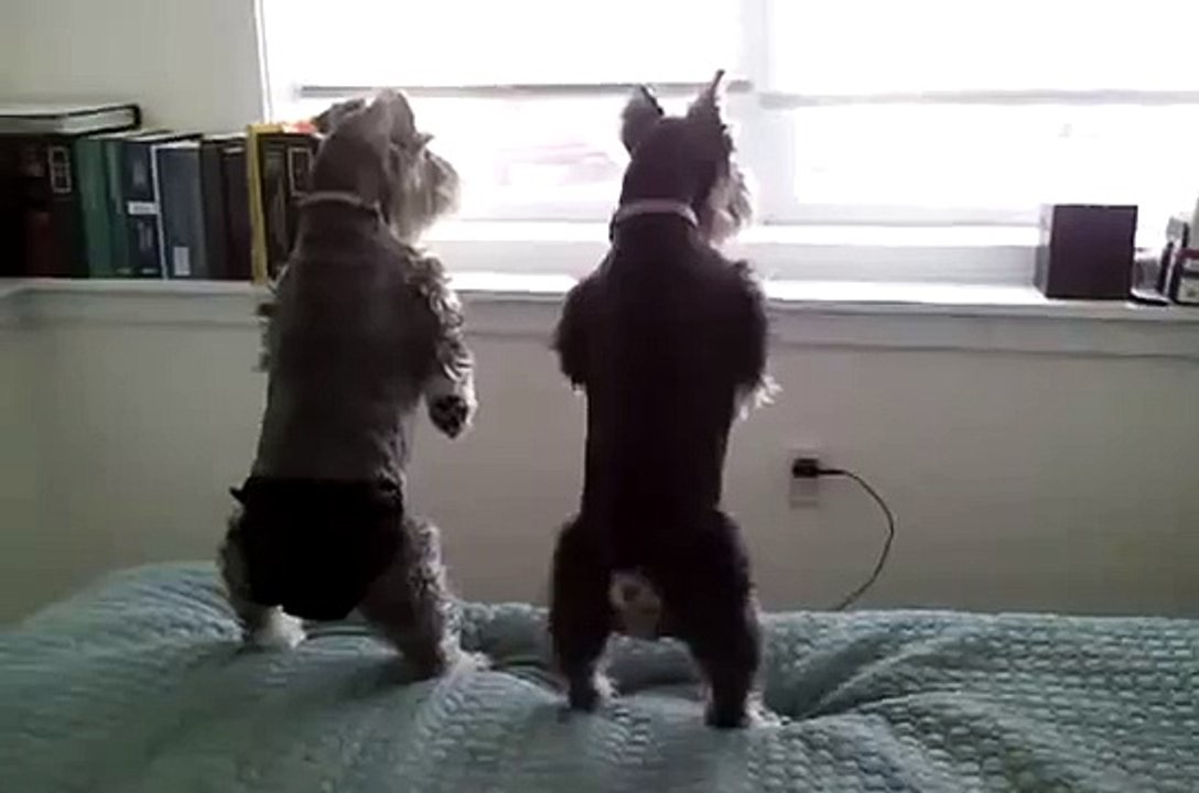 ★ MIS PERROS LADRANDO FEO AL VECINO, JAJA Perros Locos Humor Divertidos Chistosos risa