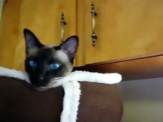 ★ Hablando Con Mi Gato, Me entiende!! ★ Los Mejores videos de gatos Video Humor Gatos Chis
