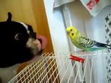 videos de risa Animales Chistosos Perro Chistoso Quiere Conocer Al Perico Perros Locos Per