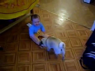 PERRO ARRASTRA A BEBE HASTA SU CASITA Perros Locos Humor Divertidos Chistosos risa
