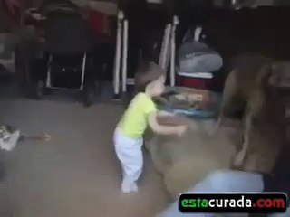 Perro ENORME le hace cosquillas al bebe ★ Perros Locos Humor Divertidos Chistosos risa