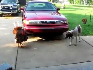 ★ PERRO QUE CHIFLA, INCREIBLE - Perros Locos Humor Divertidos Chistosos risa