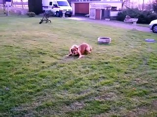 ROUND 11: Perro Inteligente Vs. Perro Tonto!! ★ VOTA POR TU PREFERIDO!! ★ Perros Divertido