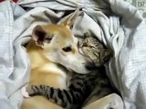 ★ PERRO Y GATO LOGRAN DORMIR JUNTOS ★ Perros Locos Humor Divertidos Chistosos risa