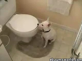 ★ PERRO LOCO NO ENTIENDE COMO FUNCIONA EL INODORO JAJA - MUY BUENO!! Perros Locos Humor Di