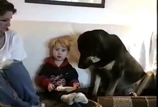 Perro ENORME le hace cosquillas al bebe ★ Perros Locos Humor Divertidos Chistosos risa