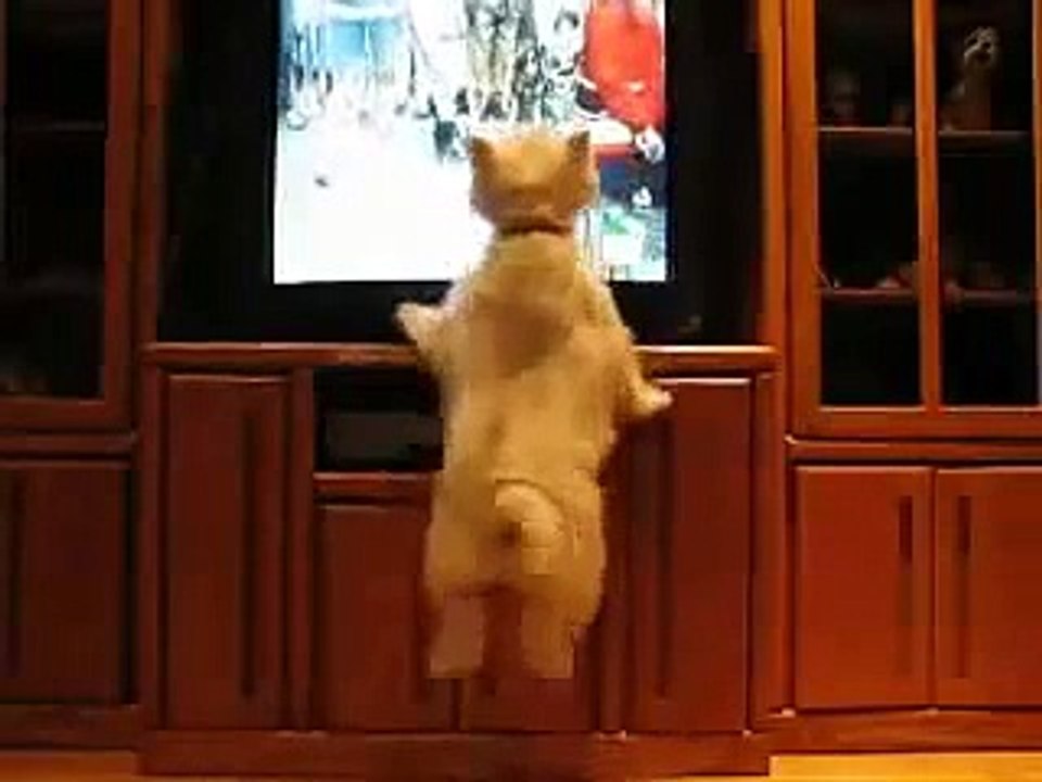 ★ PERRO SE TIRA UN PEDO Y SE RIE - Perros Locos Humor Divertidos Chistosos risa