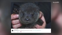 This baby otter found crying on a doorstop is too cute to miss
