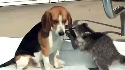 ★ SOY DENTISTA, DEJAME VER!! Perros Locos Humor Divertidos Chistosos risa