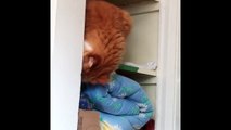 53 Funniest Cat Videos! | CatNips