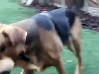 ★TANTAS PELOTAS NO LE CABEN EN LA BOCA Perros Locos Humor Divertidos Chistosos risa