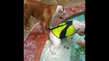 French Bulldog LOVES the swimming pool