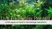 Aquarium Plants For Sale Planted Aquarium Aquarium Plants Uk