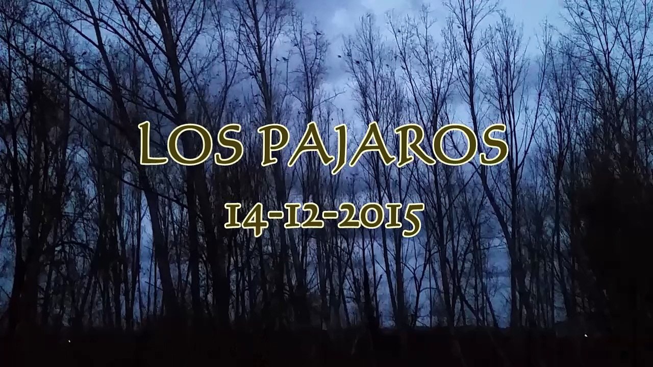 LOS PAJAROS
