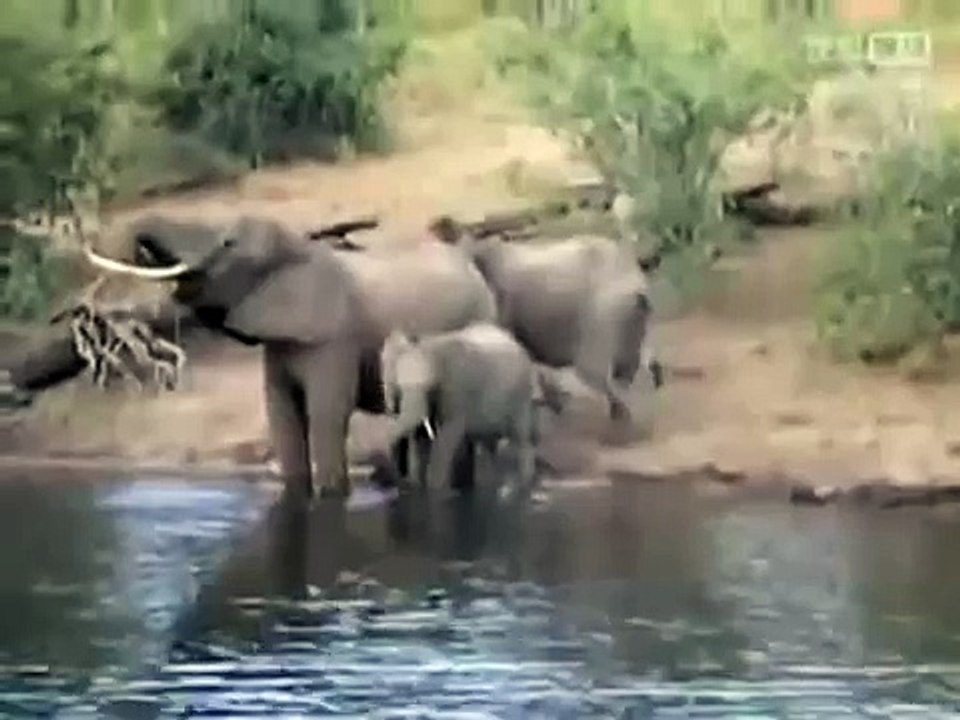 Crocodile Vs Elephant