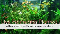 Aquarium Plants And Snails Planted Aquarium Aquarium Plants Uk