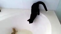 Un chat qui n'aime pas l'eau