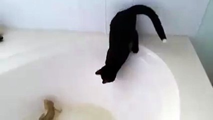 Un chat qui n'aime pas l'eau