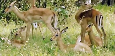 Discovery Animals - Discovery Channel 2015 - Wild Botswana Lion Brotherhood