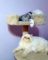 Cat Falls Off Cat Tower