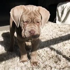 Puppy Gets Hit in Face with Burger Toy