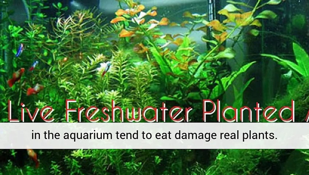 Aquarium Plants Blue Light Planted Aquarium Aquarium Plants Uk
