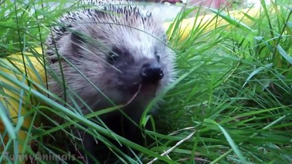 Cute And Funny Hedgehog Videos Compilation 2014 [NEW]