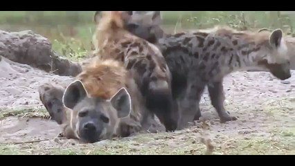 Discovery Channel - Animal Planet 2015 - Life cycle of a hyena