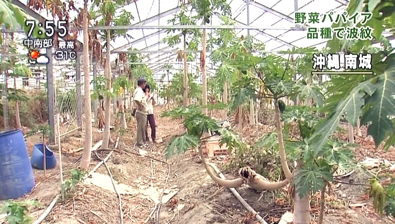 おはよう日本：GMパパイヤで波紋 - 2011-12-14 22_05