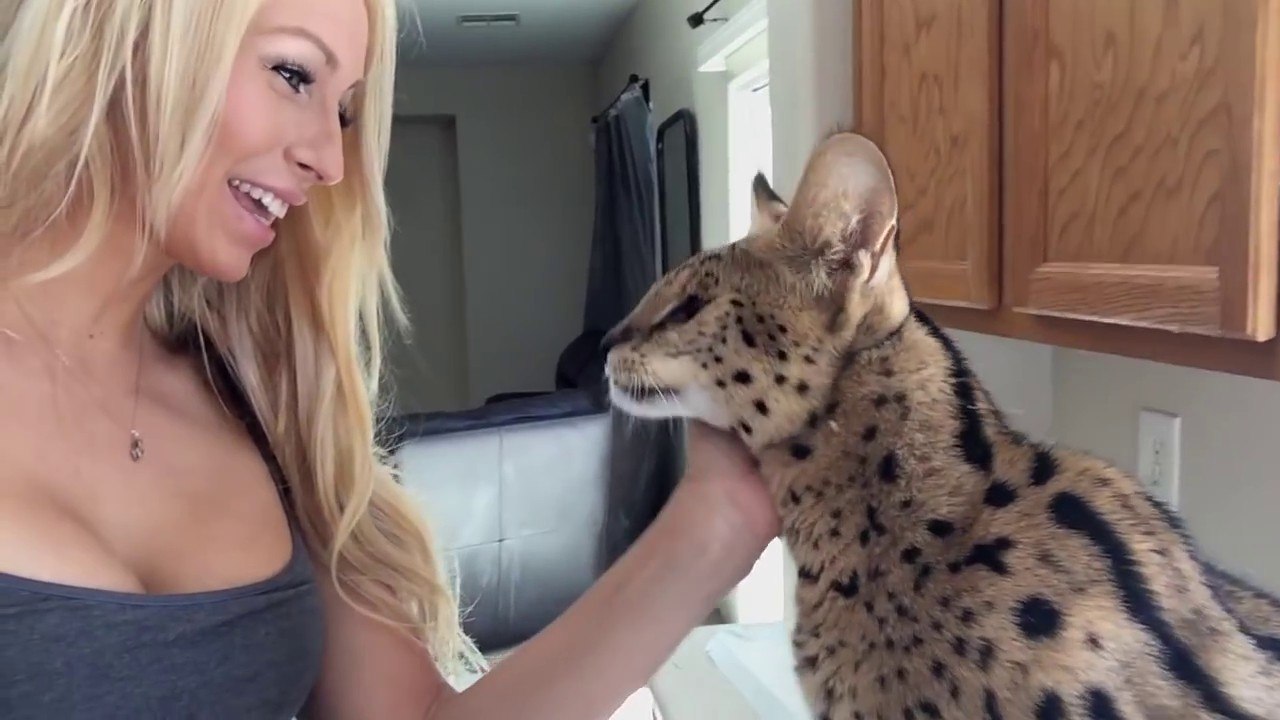Un serval dit Mama