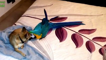 Собаки и попугаи  Смешная подборка!