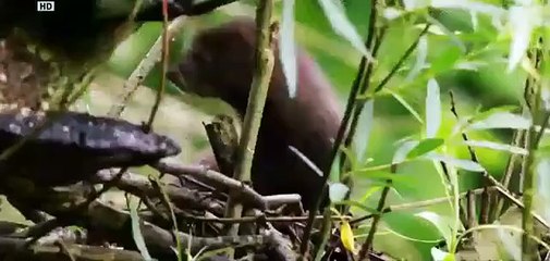 Discovery Animals - Discovery WildLife - Wild Russia Primeval Valleys