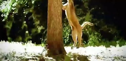 Discover the Mysteries of the Black Wolf 🐺 | WildLife Documentary