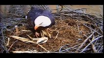 Discovery Channel - Animal Planet 2015 - American Eagle