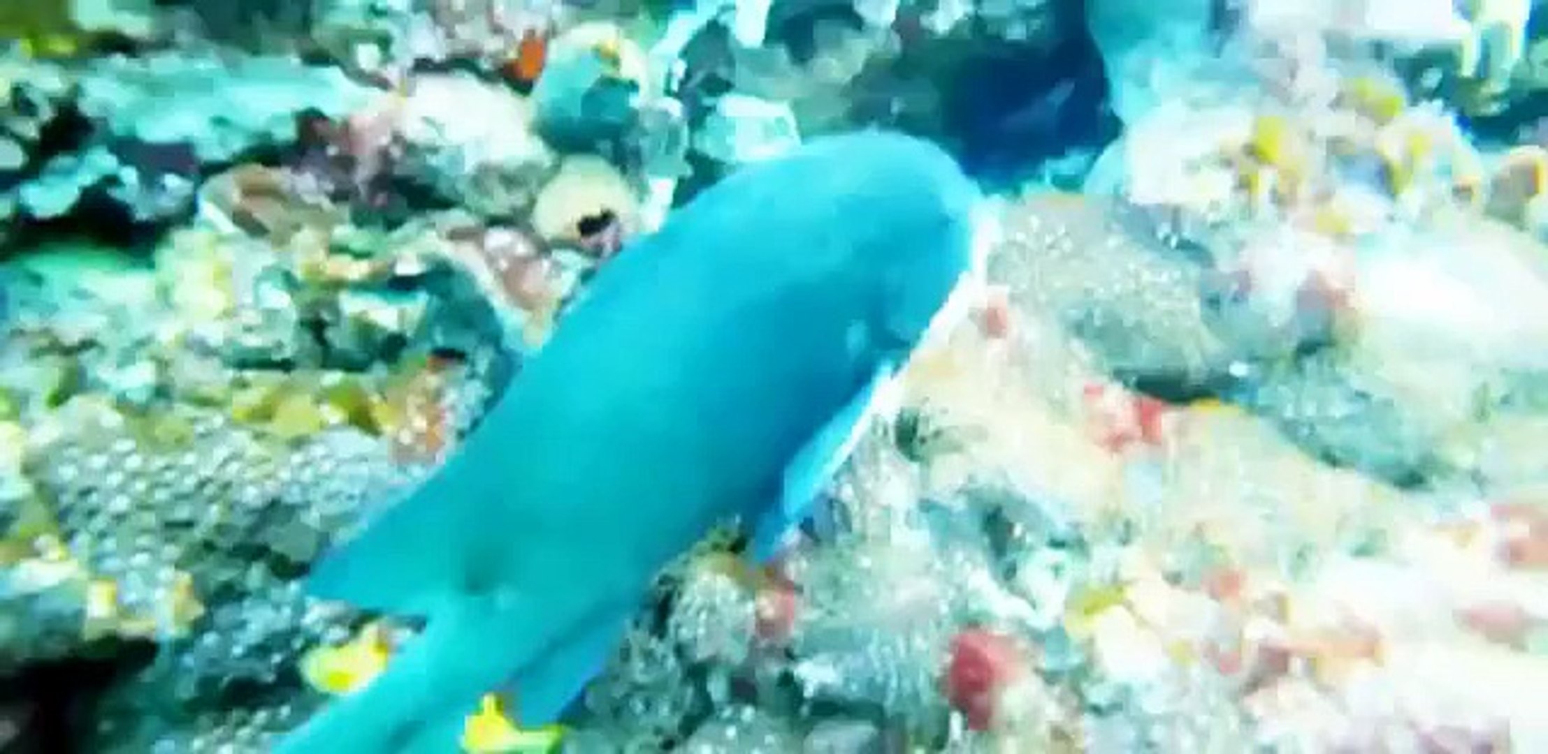 ⁣Discovery Animals - Animals Planet 2015 - Australia