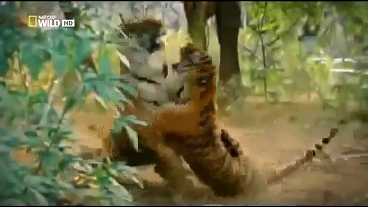 Animal Planet Discovery Channel Wild Life Documentary 2015 National Geographic Wildlife #2
