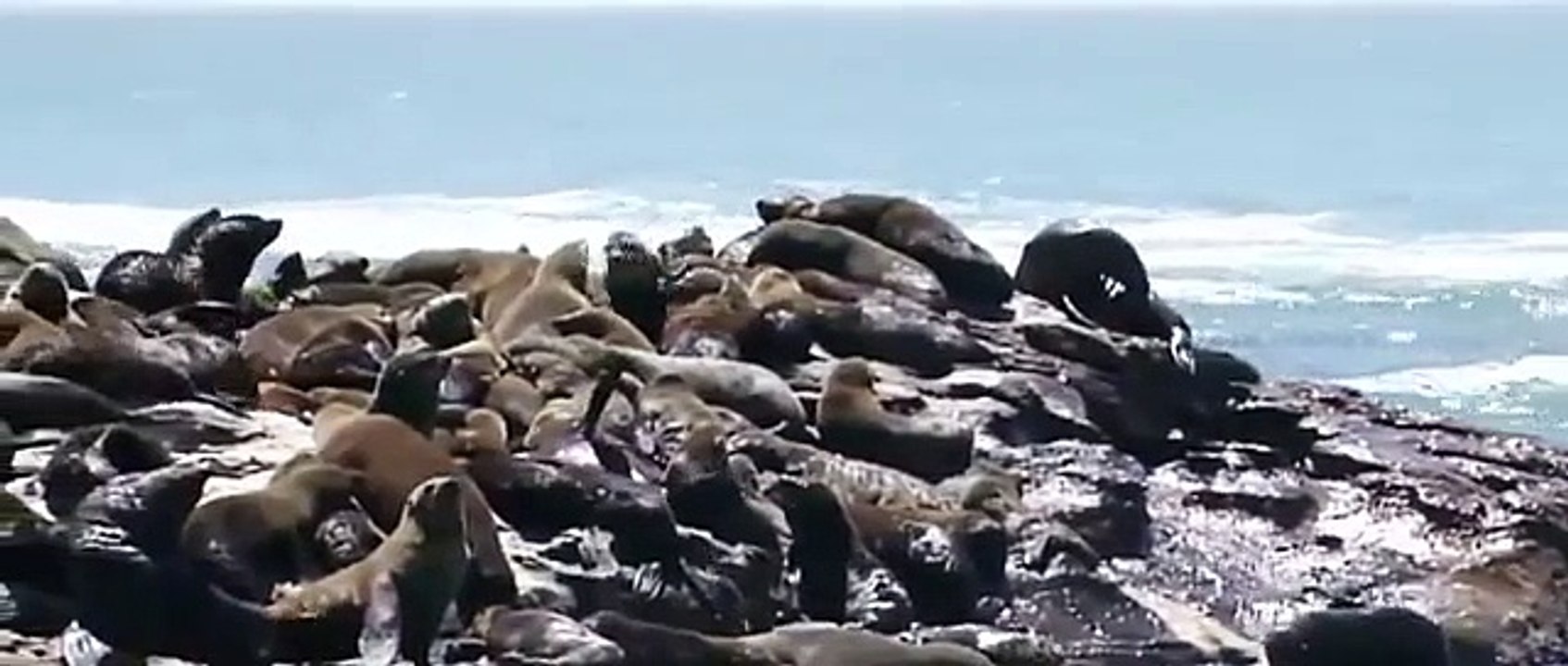 Animals Planet 2015 - Discovery animals - Discovery Phocidae