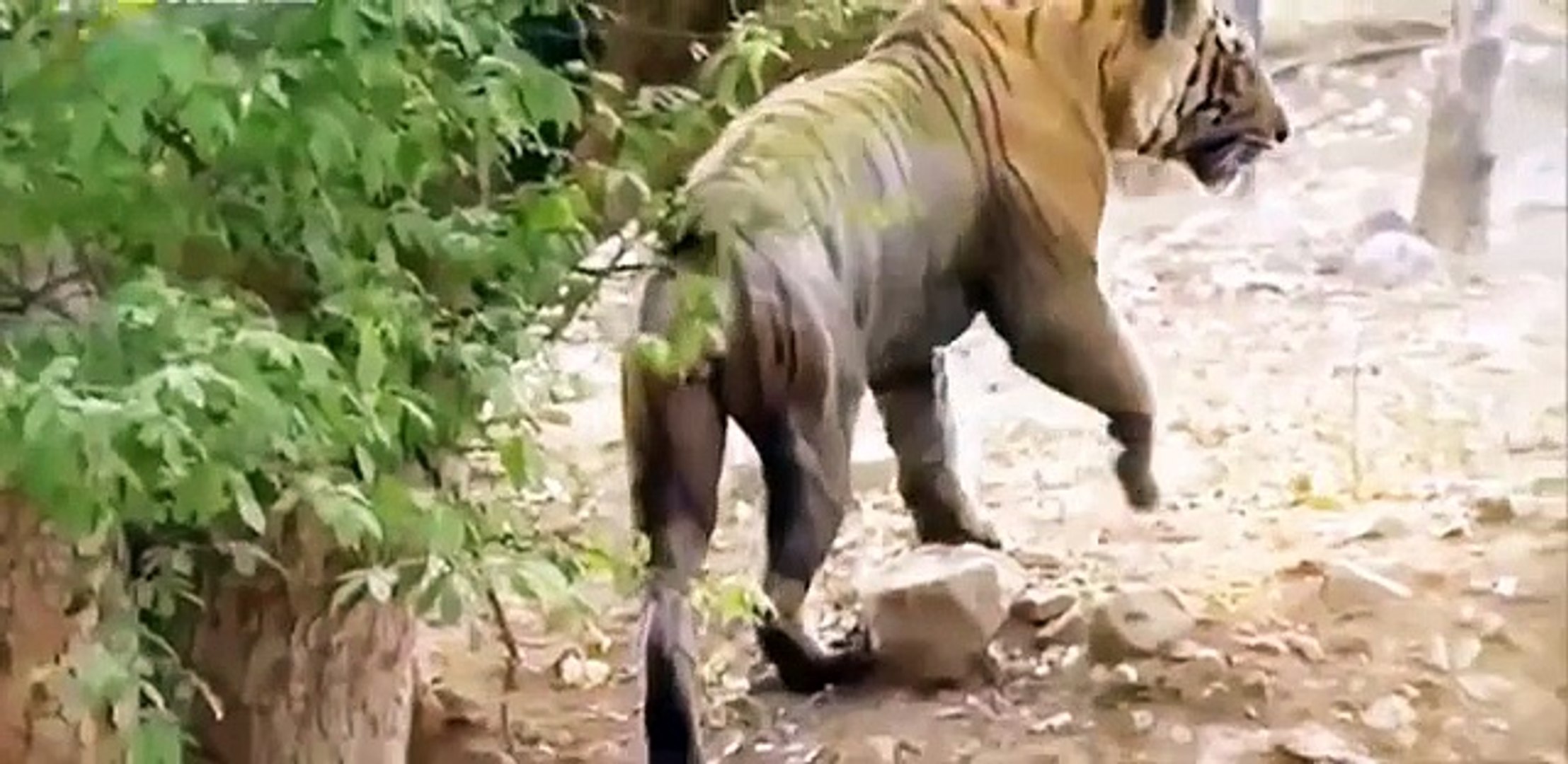 ⁣Discovery Animals 2015 - Animals Planet - Tigers Revenge