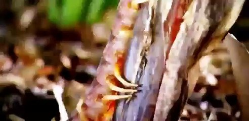 Discovery Animals - Discovery WildLife - Discovery Lions