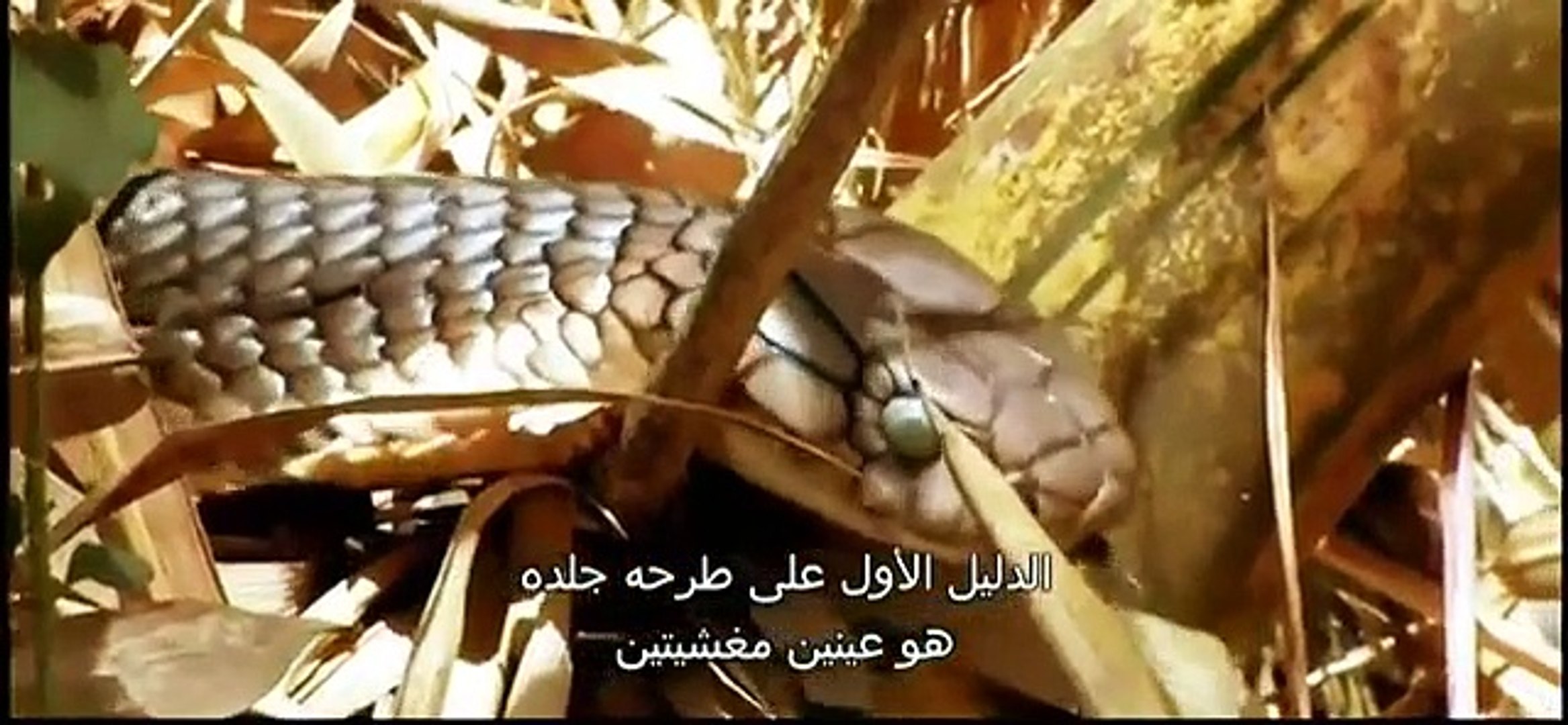 ⁣Discovery Animals - Animal Planet 2015 - King Corba