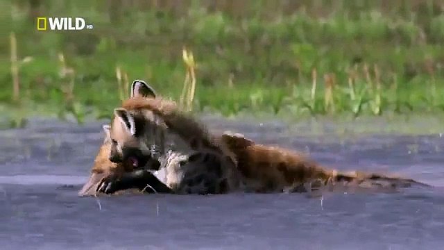 Discovery Channel || Discovery Channel Animals || Hyena Documentary