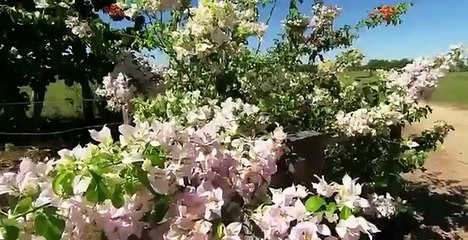 Discovery Animals - Animal Planet 2015 - Large animals from South America