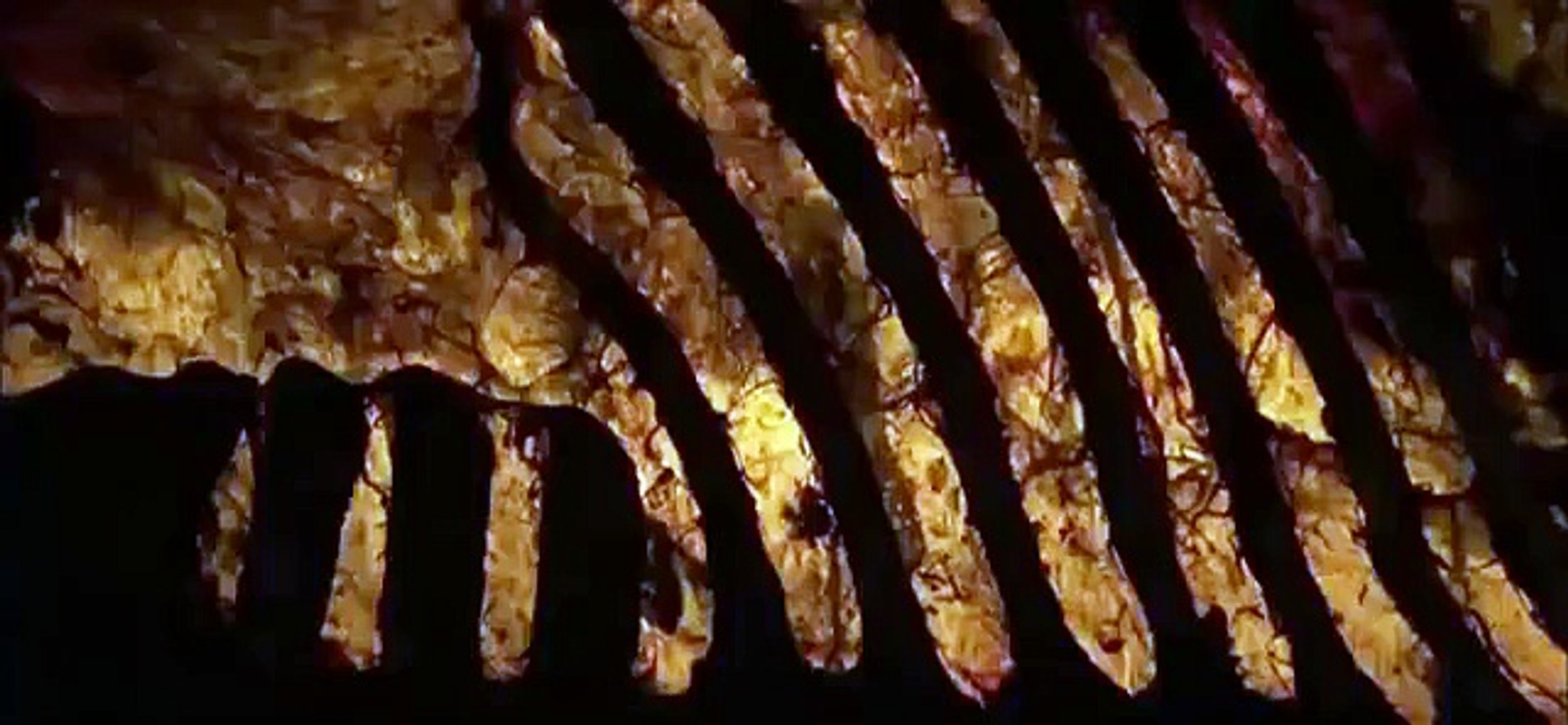 ⁣Discovery Animals - Animal Planet 2015 - Life Cycle Zebra