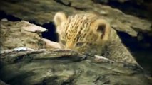 [Nat Geo Wild HD] Wild Kalahari HD (Nature Documentary)