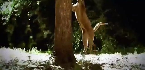 Discovery Animals - Animal Planet 2015 - Japan wildlife Nature