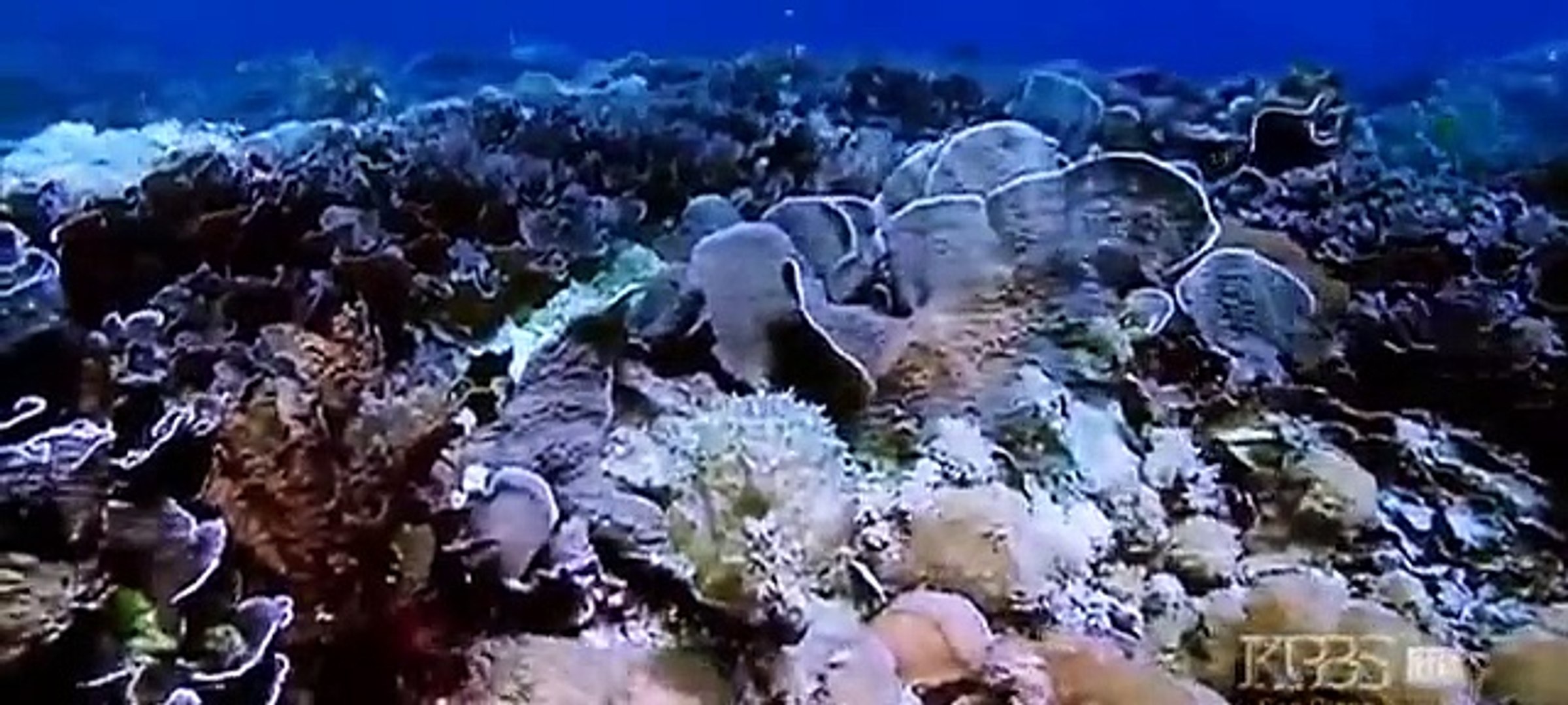 ⁣Discovery channel - Discovery Animals - Discovery Kings of Camouflage Underwater