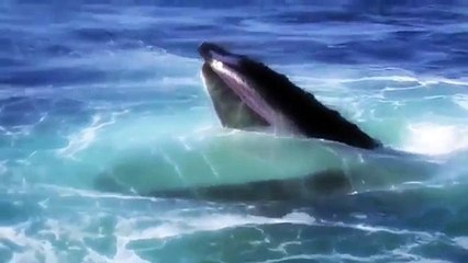 [HD Documentary] Deep Ocean Voyager 1080p (Nature Documentary)