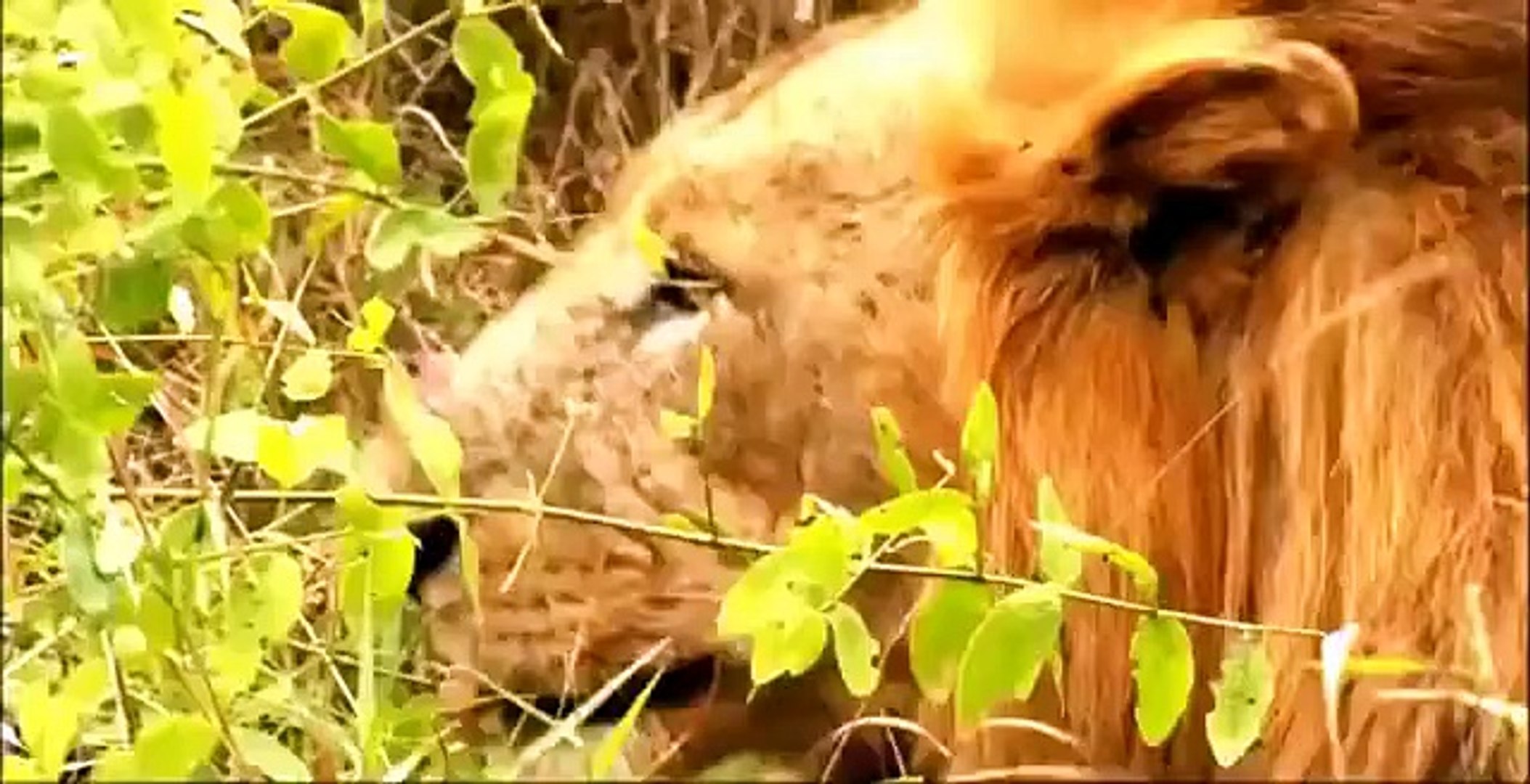⁣Discovery Animals - Animal Planet 2015 - Large animals in South America