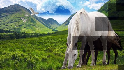 La Paloma (for String Quintet)