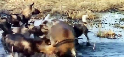 Discovery Animals - Animals Planet 2015 - Predators Wild Dogs